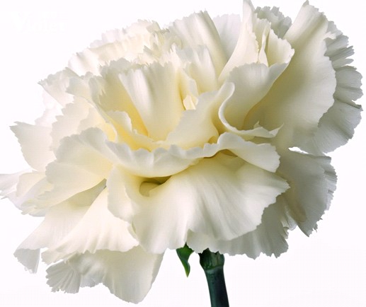 ���_�m�Ҽ����DŮ���жY��