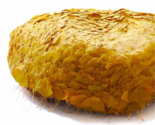 有生命的銀杏沙發(fā)