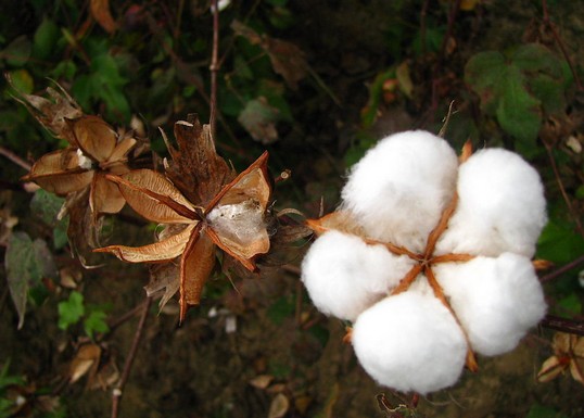 ���Ұl��2014���޻�Ŀ�˃r��