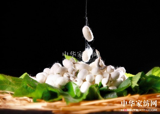 廣西蠶業技術推廣情況交流會南寧召開