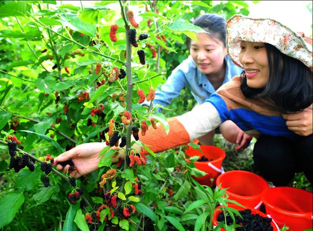 玖久絲綢首屆桑葚采摘節(jié):“葚”是喜人