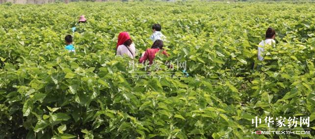 玖久絲綢首屆桑葚采摘節(jié):“葚”是喜人