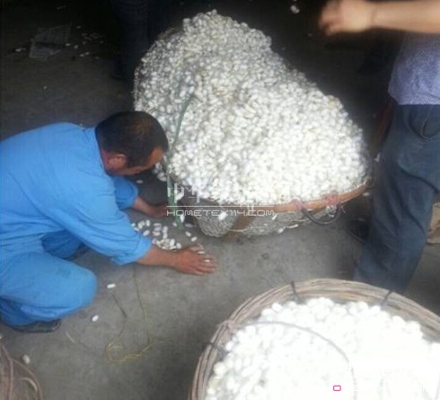 桐鄉(xiāng)、嘉興等地開始收購今年春繭