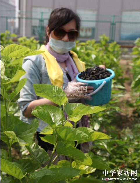 玖久絲綢:桑葚采摘節圓滿落幕