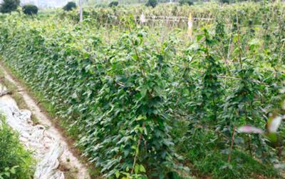 夢潔家紡建百畝有機生態(tài)農(nóng)莊讓員工吃上放心餐