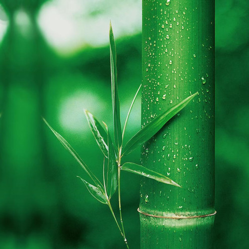 帶你認識環(huán)保原料——竹纖維