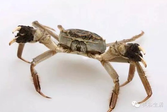 美浴生活:好偉大的大閘蟹!蟹黃可食,蟹券可售,蟹殼可以造毛巾!