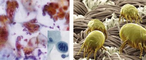 被窩里的小森林——寶縵舒雅天然抗菌寢品