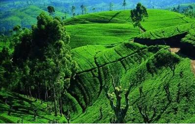 博洋嬰童:純天然乳膠枕讓睡眠回歸本質